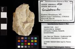 Foto (Objket + Etiketten) von Decapoda indet. 